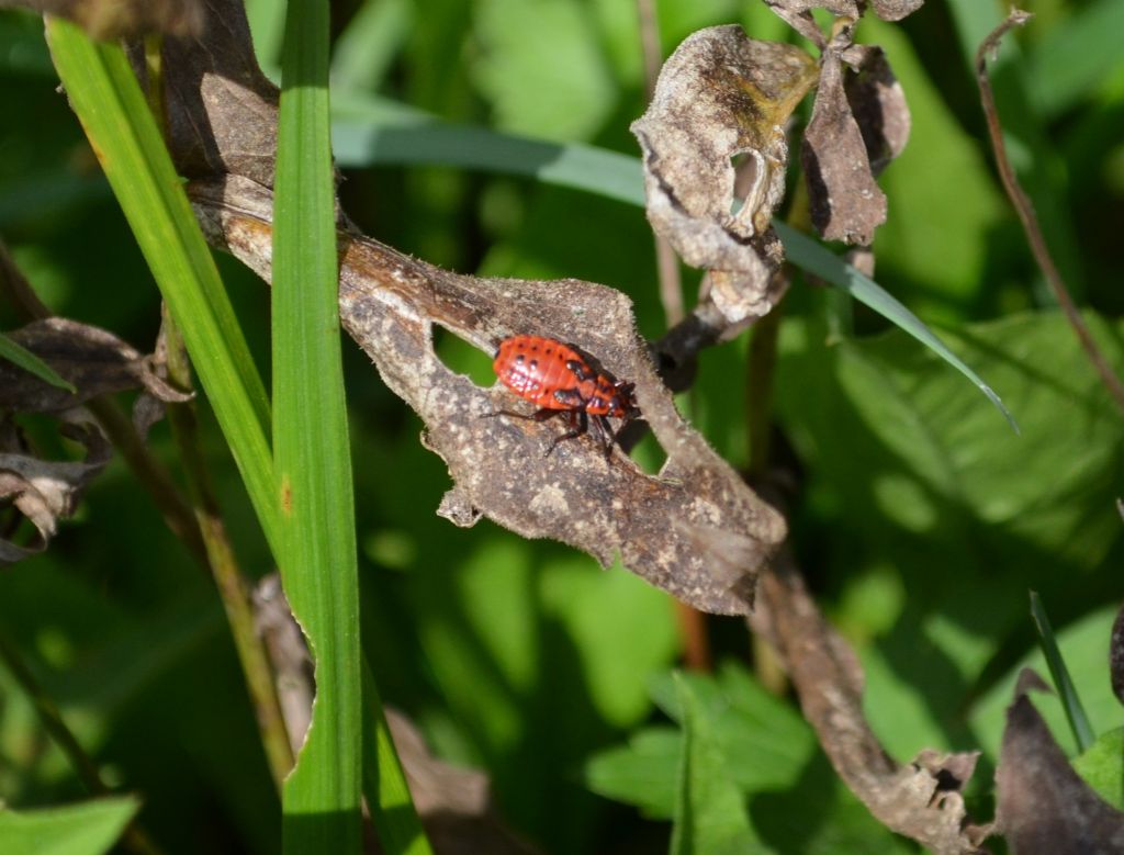 Lygaeidae: Spilostethus saxatilis della Lombardia (BG)